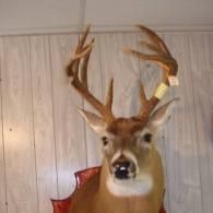 A shoulder-mounted taxidermy deer with a large rack of antlers, mounted on a red plaque against a light wood-paneled wall.