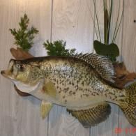 A taxidermy black crappie fish mounted on a wooden plaque with green decorative plants against a white wall.