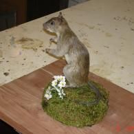 A taxidermy gray squirrel standing on its hind legs on a mossy, floral-decorated base atop a wooden surface.