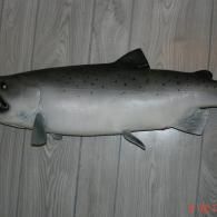 A taxidermy salmon with dark spots on its silver back, mounted against a light wood-paneled wall.