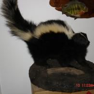 A taxidermy skunk standing on a wooden base with a mounted fish plaque on the wall above.