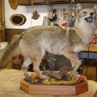A taxidermy coyote stands on a wooden base with an open-mouthed, alert expression in a cluttered workshop.
