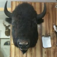 A taxidermy bison head mounted on a wooden wall, with a smaller deer mount and a clipboard visible nearby.