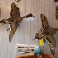 Two taxidermy ducks mounted in flight on a wood-paneled wall, with a small sign below them.