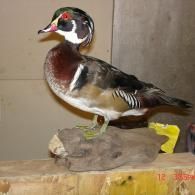 A taxidermy male wood duck with iridescent green, purple, and white plumage standing on a piece of driftwood.