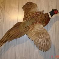 A taxidermy male ring-necked pheasant mounted in a flying pose against a light wood-paneled wall.