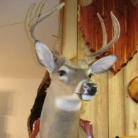 A taxidermy deer mount with antlers, displayed against a wood-paneled wall.