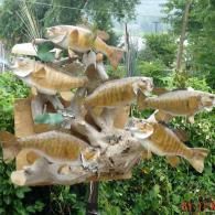 A taxidermy display featuring several golden-brown fish mounted on a piece of driftwood against a blurry outdoor background.