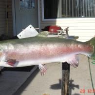 A large, pink-striped rainbow trout lying on a cleaning table outside a house.