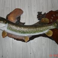 A taxidermy northern pike mounted on a wooden base against a white wood-paneled wall.