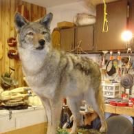 A taxidermy coyote stands on a wooden surface in a workshop filled with craft supplies and tools.