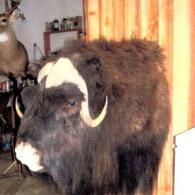 A taxidermy mount of a muskox with shaggy dark brown fur and curved horns, displayed indoors.