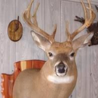 A deer head taxidermy mount with antlers displayed against a pale wooden wall.