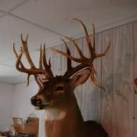 A taxidermy shoulder mount of a large white-tailed deer with a complex, multi-point rack, displayed against wood paneling.