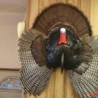 A taxidermy wild turkey mount with spread tail feathers and wings, mounted on a wood-paneled wall.