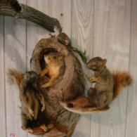 Three taxidermy squirrels posed on and around a wooden tree hollow against a light wood-paneled wall.