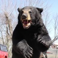 A large black bear standing on its hind legs with its mouth open, showing its teeth against a background of bare trees.