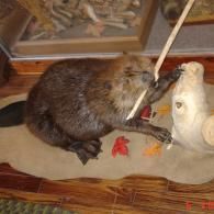 A taxidermy beaver sits on a rug, holding a small stick against a light-colored animal skull head mount.