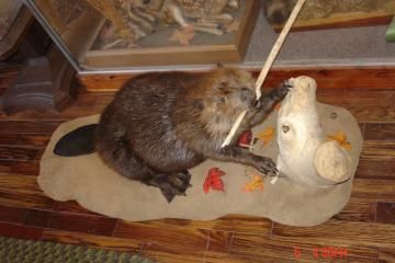 A taxidermy beaver sits on a beige rug, holding a wooden stick near a carved wooden stump decorated with autumn leaves.