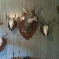A taxidermy deer head mount centered on a wall surrounded by four smaller deer skull trophy mounts.