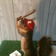 A taxidermied squirrel wearing a red St. Louis Cardinals baseball cap and holding a miniature wooden baseball bat.