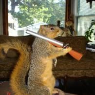 A taxidermy squirrel stands upright holding a toy shotgun, positioned in front of a living room sofa.