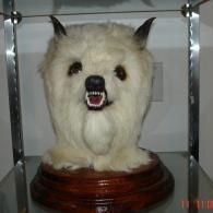 A taxidermy display of a white, shaggy creature with pointed ears and an open-mouthed, baring-teeth expression.
