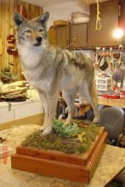 A taxidermy coyote stands on a grass-covered wooden pedestal in a workshop setting.