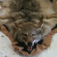 A taxidermy coyote pelt displayed flat on a light-colored floor, showing the animal’s head and fur.