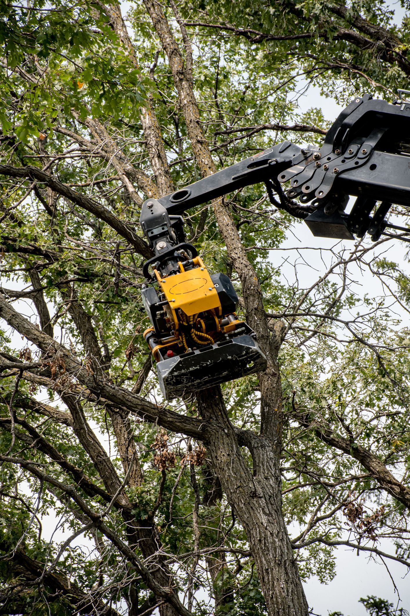 A yellow and black forestry machine cutting a tree branch against a backdrop of green foliage. A yellow and black forestry machine cutting a tree branch against a backdrop of green foliage.