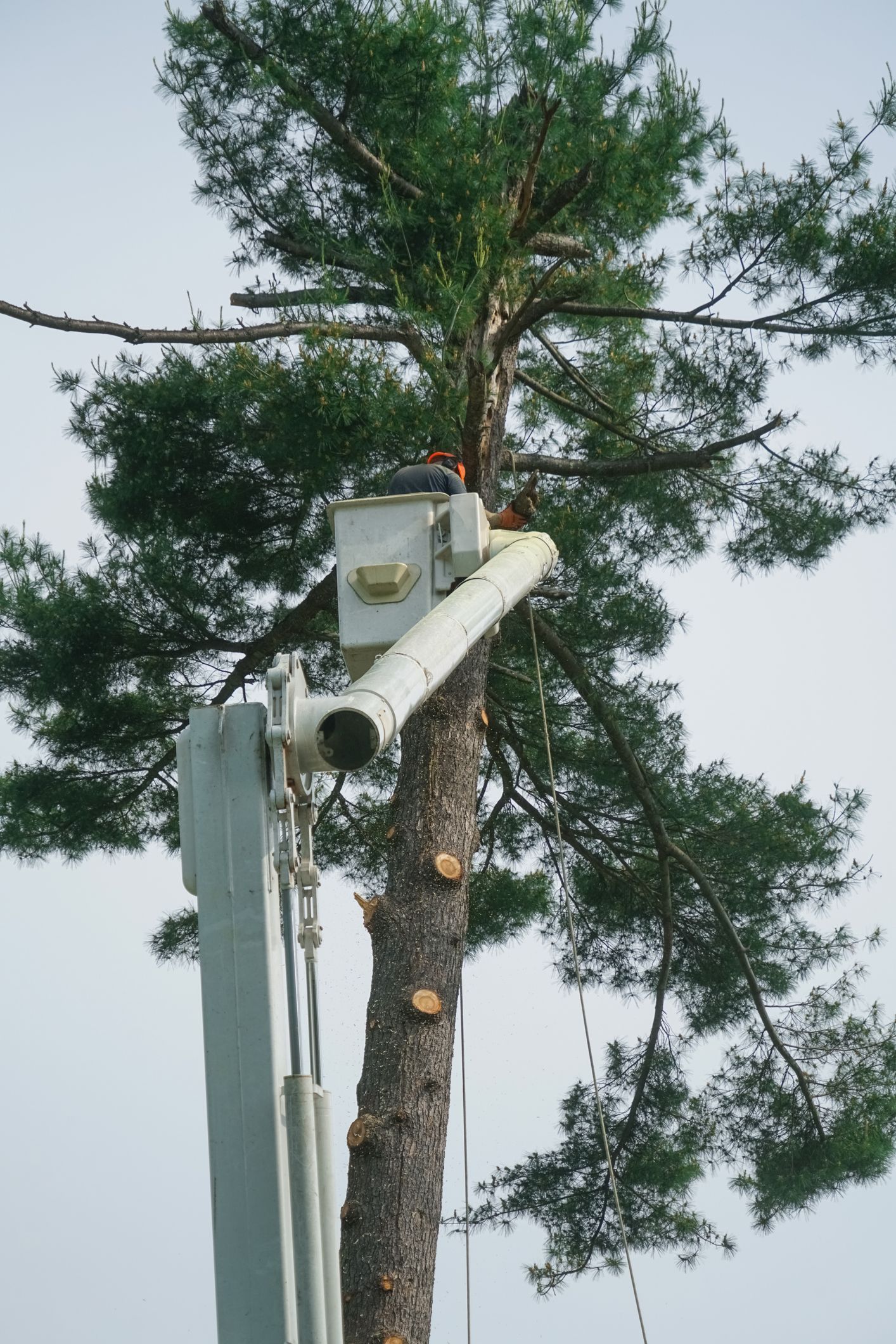 A tree being trimmed by a lift, white tube directing cuttings down. A tree being trimmed by a lift, white tube directing cuttings down.