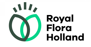Logo voor Royal Flora Holland, met overlappende groene bladeren en uitstralende lijnen, met de tekst 