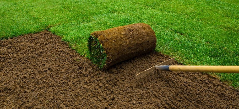Rolled sod on bare soil with a rake beside a green lawn