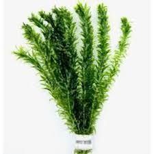 Elodea - Bunch