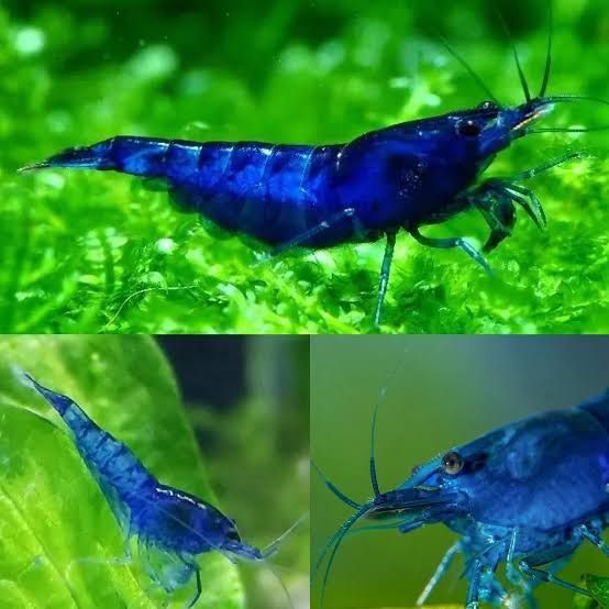 Blue dream