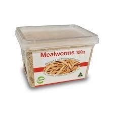 Regular Mealworms - 100G