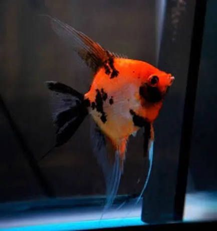 Red Devil Angelfish