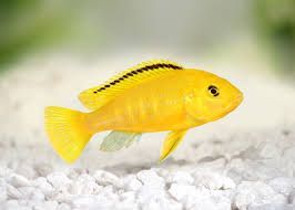 7cm Electric Yellow