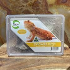 Crickets Large - Tub