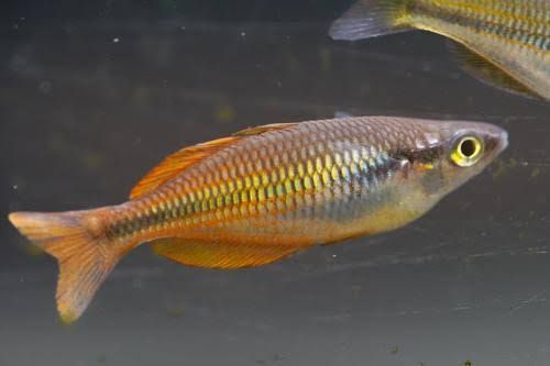 Parva Rainbow