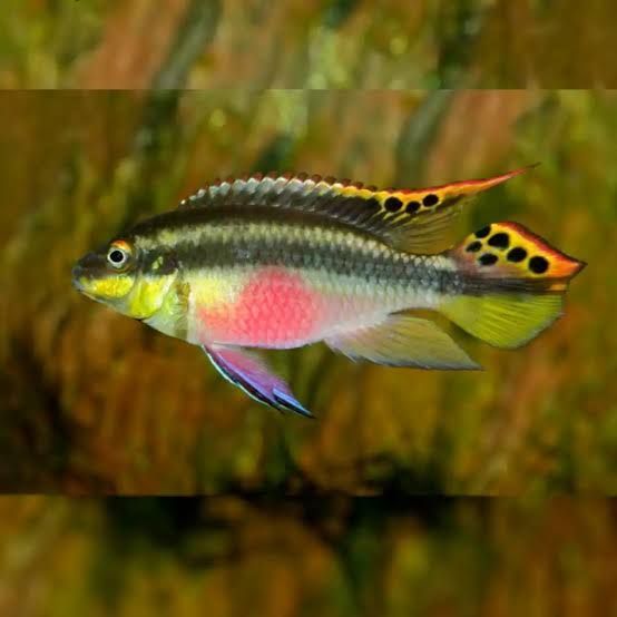 Kribensis