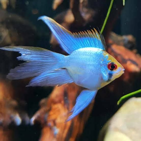 Long Fin Blue Balloon Ram