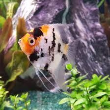 3.5cm Koi Angel