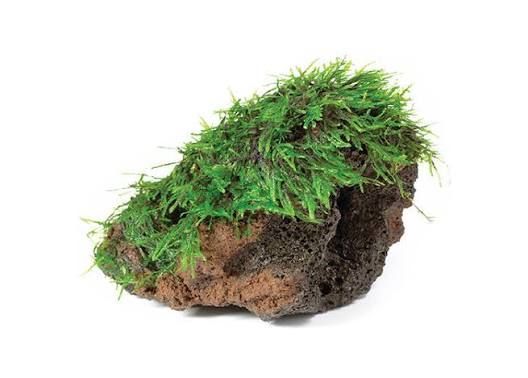 Fontinalis Rock