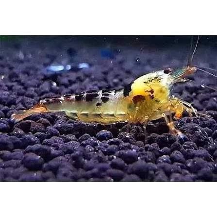 Black Calceo Shrimp