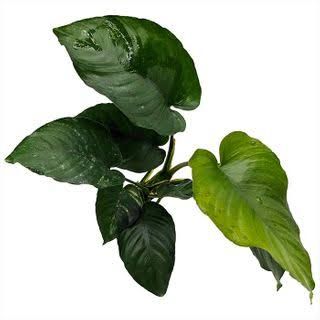 Anubias - Large Assorted