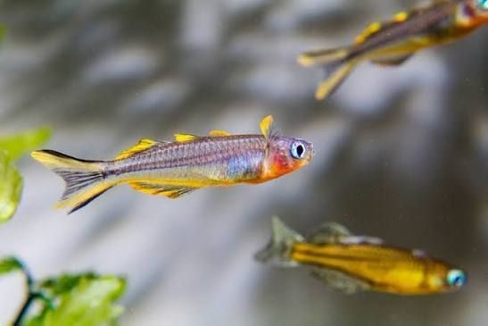 Forktail Blue eyes