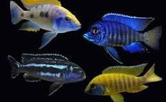 7cm Assorteded Peacock Cichlid