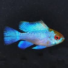 3.5cm Electric Blue Ram