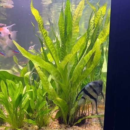 Java Fern
